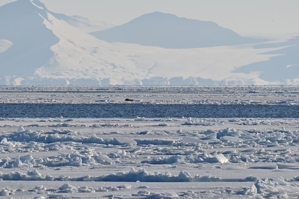 Svalbard puro ártico