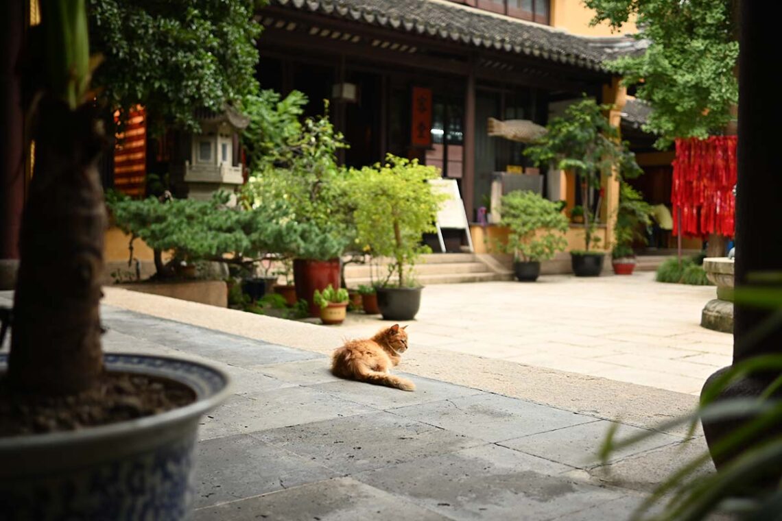 gato en templo posando para nuestro diario de viaje por China